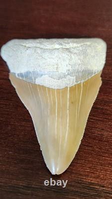 Megalodon Fossil Shark Tooth, Chile Peru 2.84L x 2.01W, sharply serrated