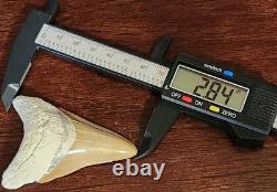Megalodon Fossil Shark Tooth, Chile Peru 2.84L x 2.01W, sharply serrated