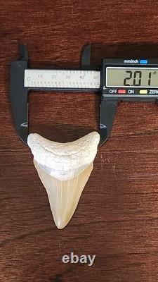 Megalodon Fossil Shark Tooth, Chile Peru 2.84L x 2.01W, sharply serrated