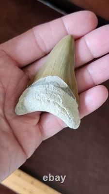 Megalodon Fossil Shark Tooth, Chile Peru 2.84L x 2.01W, sharply serrated