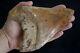 Megalodon Fossil Shark Tooth Upper Anterior X-large & Heavy 5 11/16 = 14,5 Cm