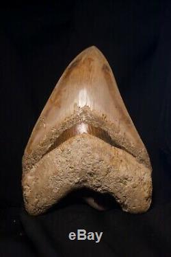Megalodon Fossil Shark Tooth Upper Anterior X-large & heavy 5 11/16 = 14,5 cm