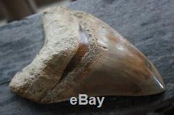 Megalodon Fossil Shark Tooth Upper Anterior X-large & heavy 5 11/16 = 14,5 cm
