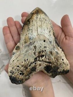 Megalodon Giant fossil shark tooth With Great colors