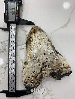 Megalodon Giant fossil shark tooth With Great colors