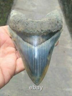 Megalodon Indo 5 Indonesian Fossil Shark tooth ALL NATURAL