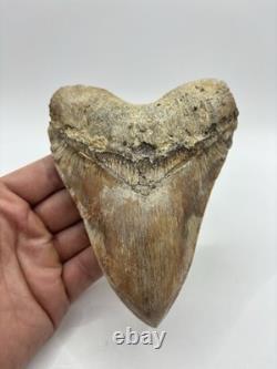 Megalodon Indonesian Shark Tooth Fossil Serrated 5-5/8 Pathological No Resto
