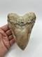 Megalodon Indonesian Shark Tooth Fossil Serrated 5-5/8 Pathological No Resto