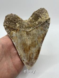 Megalodon Indonesian Shark Tooth Fossil Serrated 5-5/8 Pathological No Resto