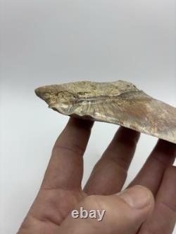 Megalodon Indonesian Shark Tooth Fossil Serrated 5-5/8 Pathological No Resto
