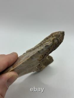 Megalodon Indonesian Shark Tooth Fossil Serrated 5-5/8 Pathological No Resto