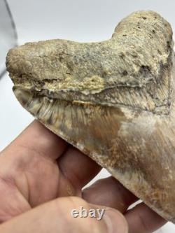 Megalodon Indonesian Shark Tooth Fossil Serrated 5-5/8 Pathological No Resto