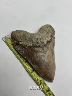 Megalodon Indonesian Shark Tooth Fossil Serrated 5-5/8 Pathological No Resto