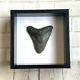 Megalodon Shark Dinosaur Tooth Fossil In Shadow Box Display Frame Case