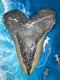 Megalodon Shark Teeth 5.637 (u) Inches! Diver Direct Fast Shipping