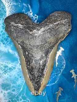 Megalodon Shark Teeth 5.637 (U) inches! Diver direct Fast Shipping