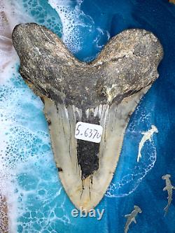 Megalodon Shark Teeth 5.637 (U) inches! Diver direct Fast Shipping