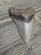 Megalodon Shark Tooth