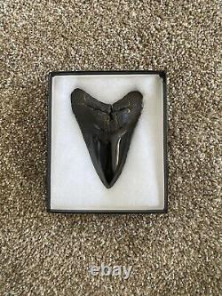 Megalodon Shark Tooth