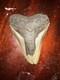 Megalodon Shark Tooth
