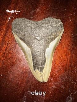 Megalodon Shark Tooth