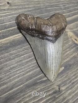 Megalodon Shark Tooth