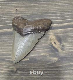 Megalodon Shark Tooth