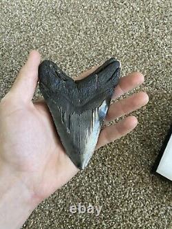 Megalodon Shark Tooth