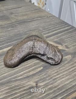 Megalodon Shark Tooth