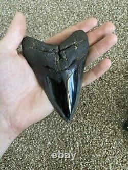 Megalodon Shark Tooth