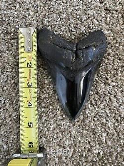 Megalodon Shark Tooth