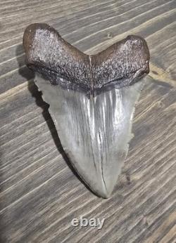 Megalodon Shark Tooth