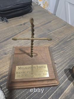 Megalodon Shark Tooth