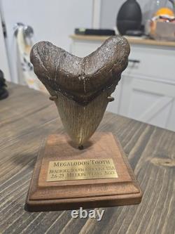 Megalodon Shark Tooth
