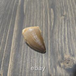 Megalodon Shark Tooth