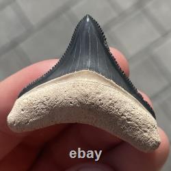 Megalodon Shark Tooth 1.67 Real Bone Valley Florida Fossil