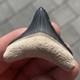 Megalodon Shark Tooth 1.67 Real Bone Valley Florida Fossil