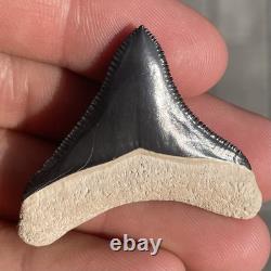 Megalodon Shark Tooth 1.67 Real Bone Valley Florida Fossil