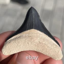 Megalodon Shark Tooth 1.67 Real Bone Valley Florida Fossil