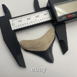 Megalodon Shark Tooth 1.67 Real Bone Valley Florida Fossil