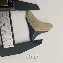 Megalodon Shark Tooth 1.67 Real Bone Valley Florida Fossil