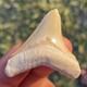 Megalodon Shark Tooth 1.8 A Grade All Natural Bone Valley Fl