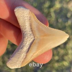 Megalodon Shark Tooth 1.8 A GRADE All Natural Bone Valley FL