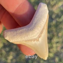 Megalodon Shark Tooth 1.8 A GRADE All Natural Bone Valley FL