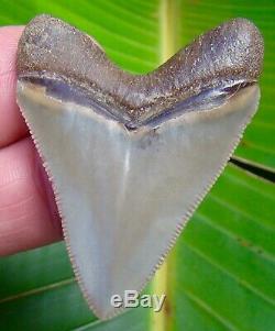 Megalodon Shark Tooth 2.03 ULTRA RARE SOUTH EAST ASIA NO RESTORATIONS