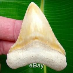 Megalodon Shark Tooth 2 & 3/4 GOLDEN YELLOW ULTRA RARE BONE VALLEY