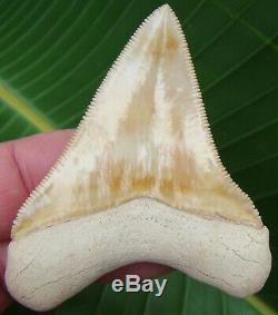 Megalodon Shark Tooth 2 & 3/4 GOLDEN YELLOW ULTRA RARE BONE VALLEY