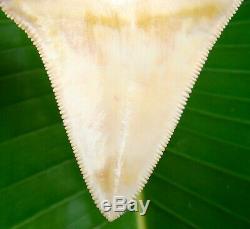 Megalodon Shark Tooth 2 & 3/4 GOLDEN YELLOW ULTRA RARE BONE VALLEY