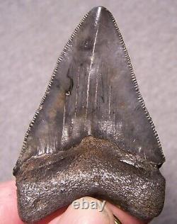 Megalodon Shark Tooth 2 3/4 Real Shark Teeth Necklace Fossil Big Viking Jewel