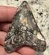 Megalodon Shark Tooth 2.57 Venice Florida Diver Direct As Found